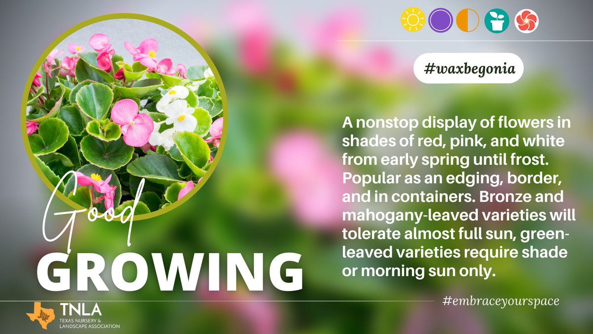 LandscapeTexas's tweet photo. A nonstop display of flowers in shades of red, pink, and white from early spring until frost. Popular as an edging, border, and in containers.  #embraceyourspace #goodgrowing #greenindustry #waxbegonia https://t.co/t9jcBCYfN8
