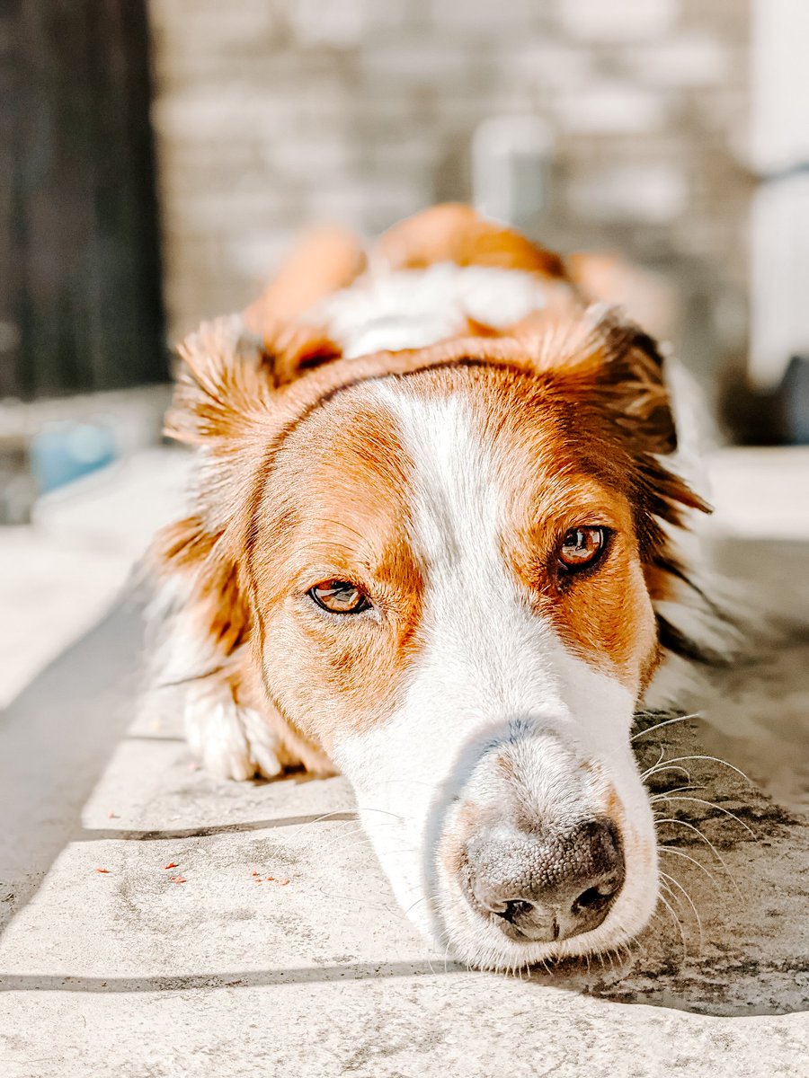 Summer is just around the corner, friends!!! 🔆🙌 #twitterdogcommunity #DogsofTwittter