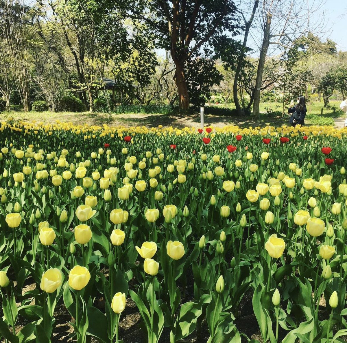 いつも「いいね」リプ、RTありがとうございます。

皆さんの今日一日が素敵な一日になりますように🍀