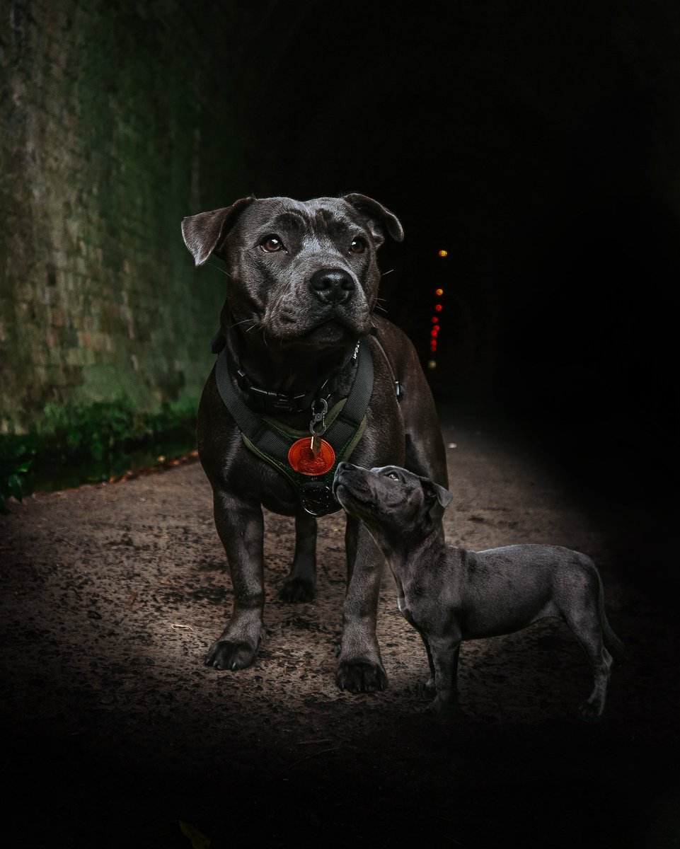 Pānia The Blue Staffy tweet media