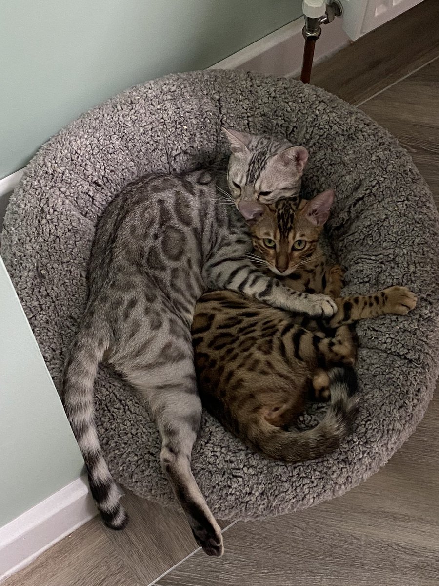 ChillPepBengals's tweet photo. My hooman showed me some #KALOC tweets - fink I’m nailing it - working on alternation 😹 #teambengal #Bengals #bengalkittens https://t.co/n56oFsgJ5O