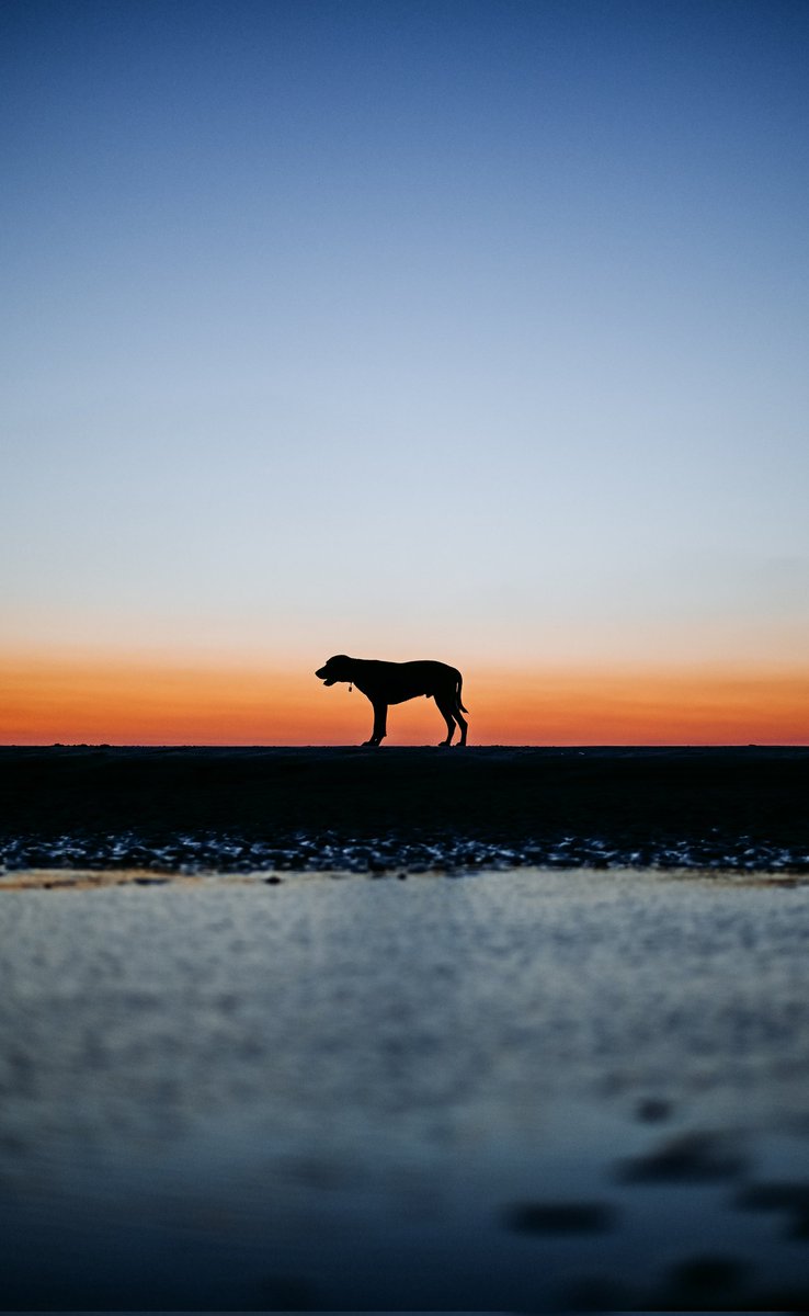 Our happy place 
#twitterdogcommunity #DogsofTwittter #dogsofinstagram