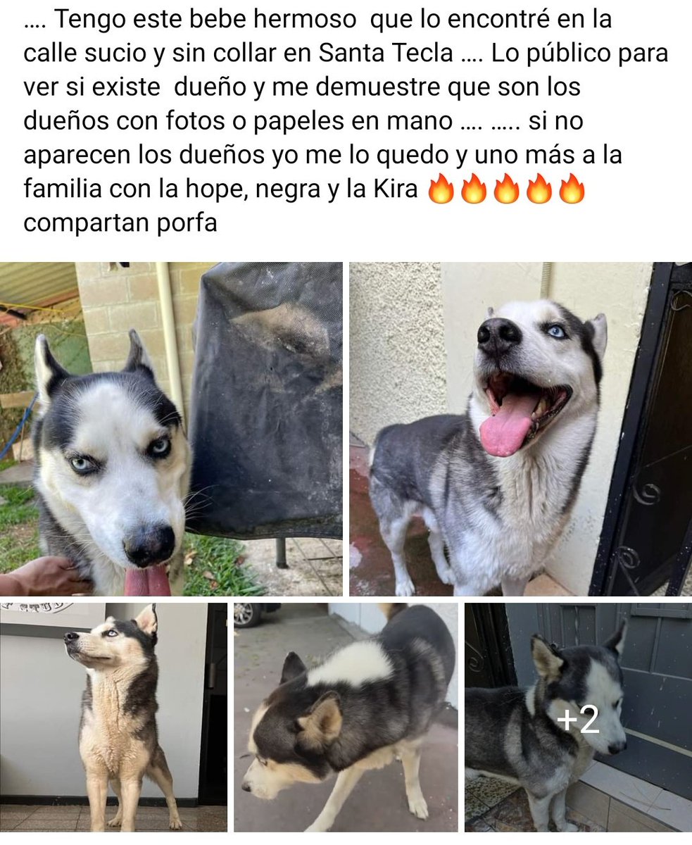 Perrito encontrado en Santa Tecla, me ayudan con un RT para que llegue a su casa de nuevo.