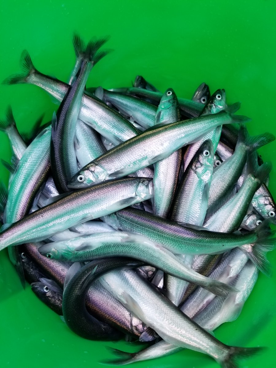WDFW's tweet photo. One-day Cowlitz River smelt dip net fishery opens Saturday, March 5! Latest report indicates smelt have entered the river. Click on the link for details: https://t.co/NmSTt8du20 https://t.co/BPeRzNgWAe