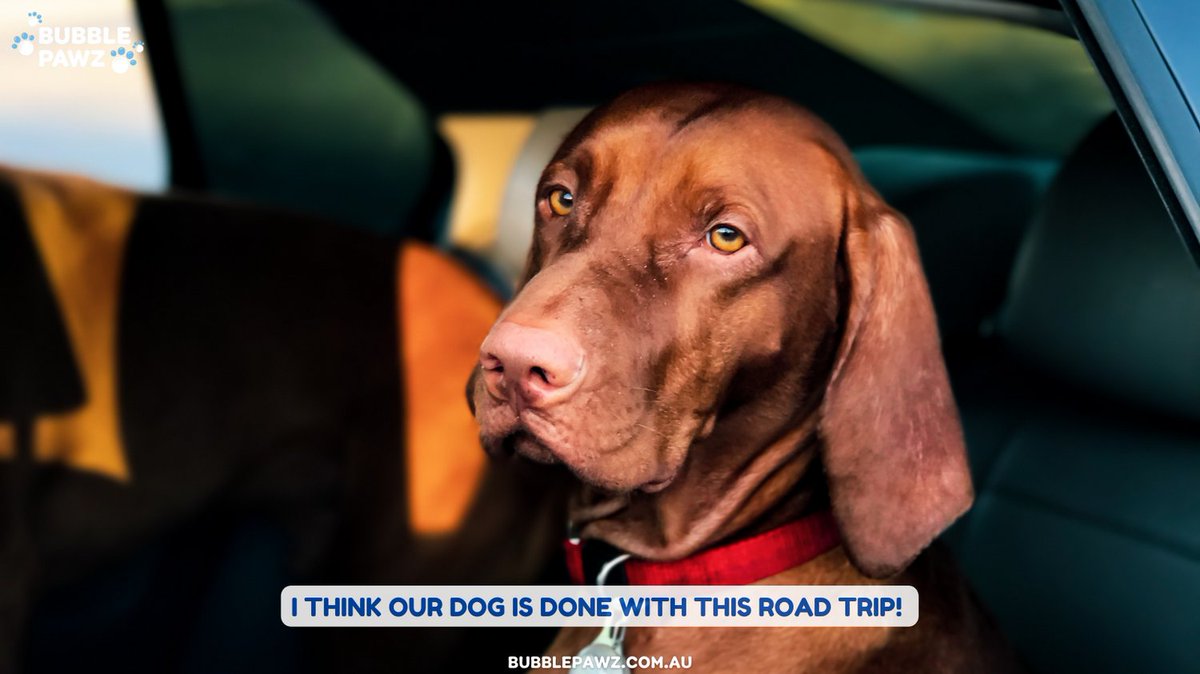 BubblePawz's tweet photo. Good Morning Everyone!! Does your dog ever get bored of road trips? 🤗 🐶
Larry is ready to go home lol! 😂🐶😁
https://t.co/X3G43Q6Gir
#boreddog #cardog #roadtrip #dogmemes #doggo #dogsoftwitter https://t.co/8UDOXju6Nr