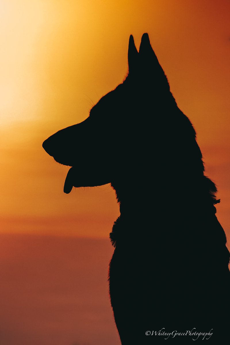 I can only imagine what life for you is like now. I miss you everyday and hope that one day you find your way to me. #twitterdogcommunity #dogsoftwitter #MissingDog #missingyou #dogs