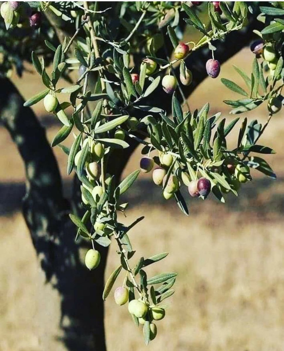 Олива европейская, olea europaea. Греция олива дерево. Олива европейская в греции дерево. Маслина европейская дерево. Где находится олива.
