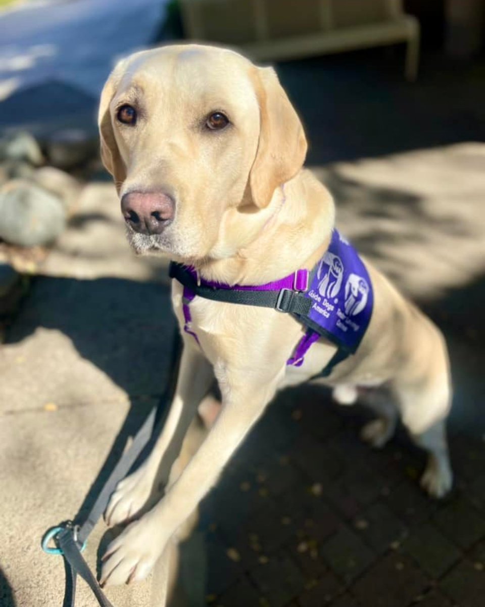 GuideDogsGDA's tweet photo. Our service dogs for #Veterans help their partners gain greater independence & reintegration into society. They are #TaskTrained to respond to #PTSD-related triggers, & can also carry or retrieve objects, provide balance assistance for veterans with #Mobility limitations & more. https://t.co/PDn6HD6exR