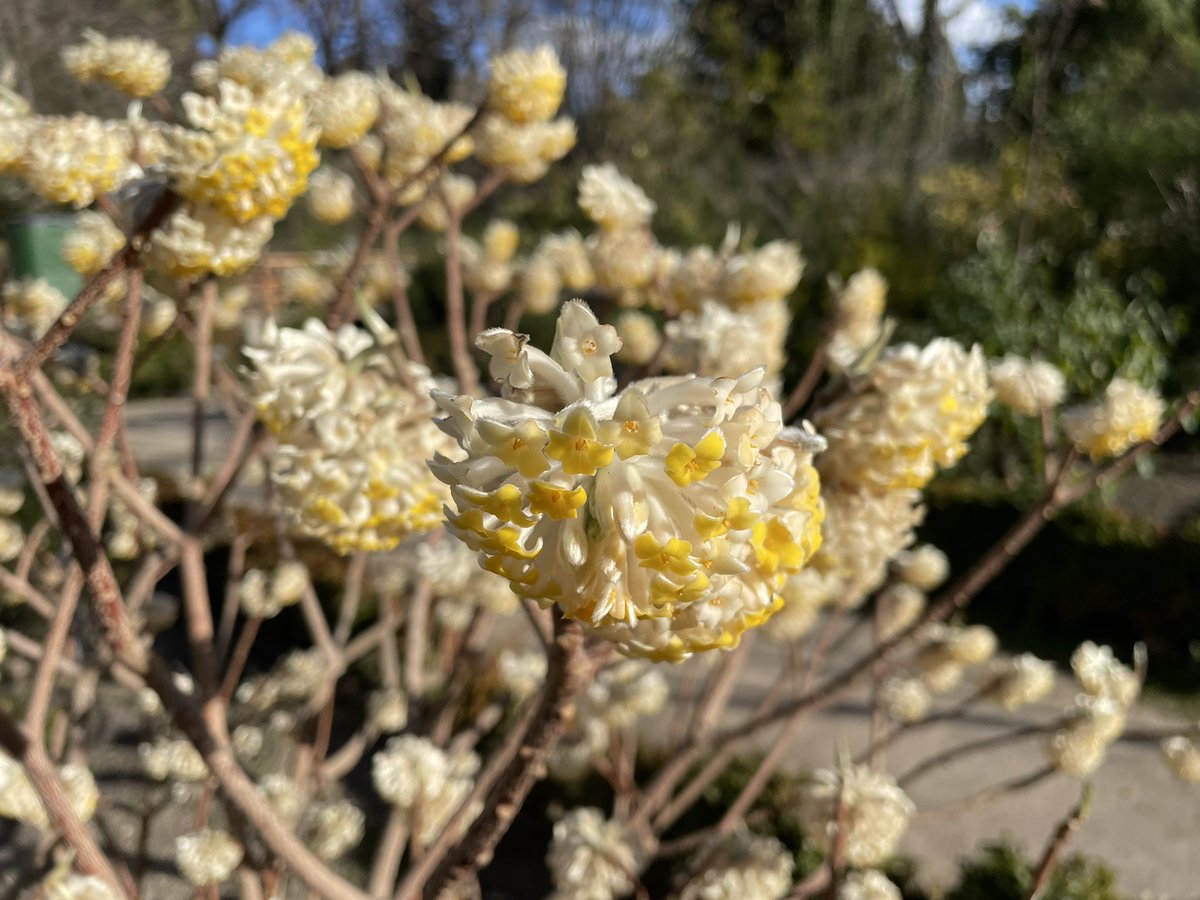 Bonita tarde en el <a href="/RJBOTANICO/">REAL JARDÍN BOTÁNICO</a> #Madrid