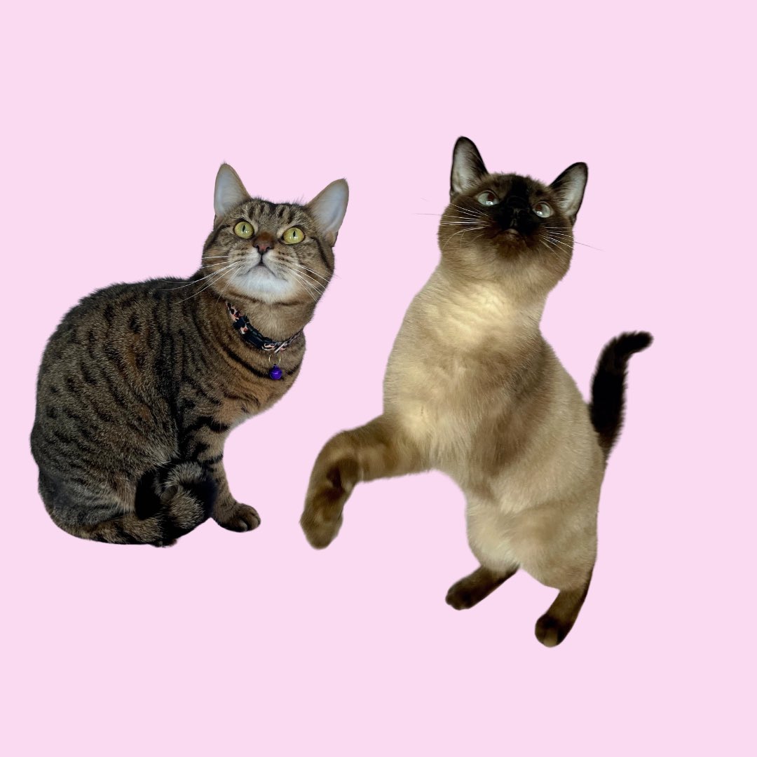 DoraandCleo's tweet photo. Meow! We’re new here 😻 We love Instagram so meowch we joined Twitter too! Follow us to see our adventures and funny videos 😽 #cats #CatsOfTwitter #Cat https://t.co/M7MUrZj0Na