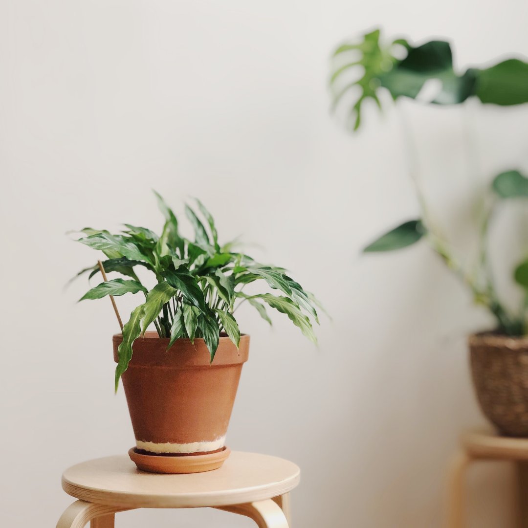 LatexBio's tweet image. Parfois, une simple plante peut suffire à apporter un brin de nature dans votre intérieur 🌱
Et vous ? Quelles sont vos préférences ?