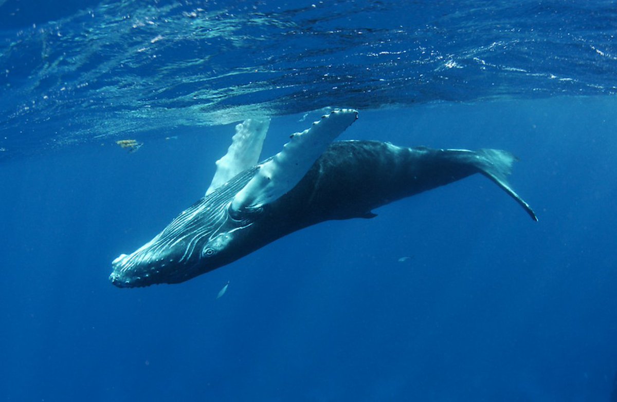 ILCP's tweet image. A baby humpback whale swims upside down near the surface.

Photo by Eladio Fernandez, part of the iLCP Visual Library

#humback #wingedwhale #whalewednesday

View the marine mammal collection: ilcp.photoshelter.com/galleries/C000…
