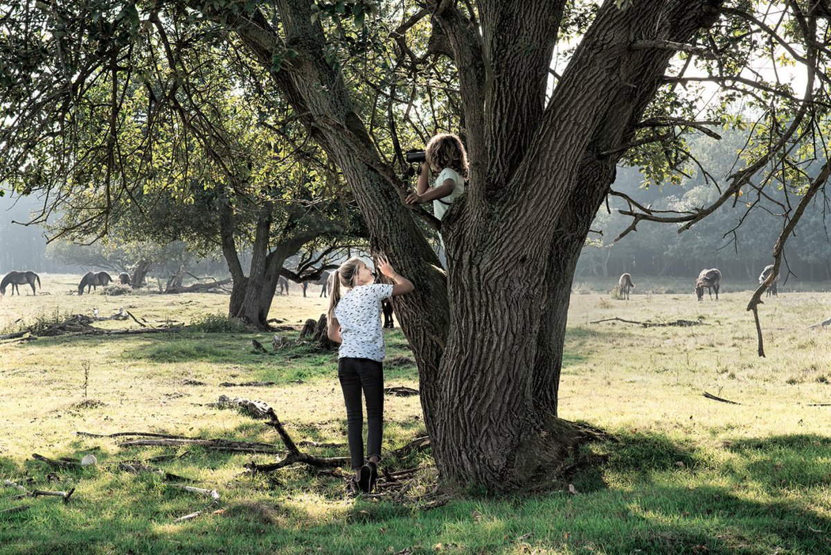 Het programma Binnenstebuiten besteedde maandag uitgebreid aandacht aan natuurgebied de Maashorst. Heb je de uitzending gemist? Kijk deze dan terug via: bit.ly/3hzy2tk (vanaf 4:45 minuut) of ga zelf een keer op bezoek in de Maashorst: bezoekdemaashorst.nl