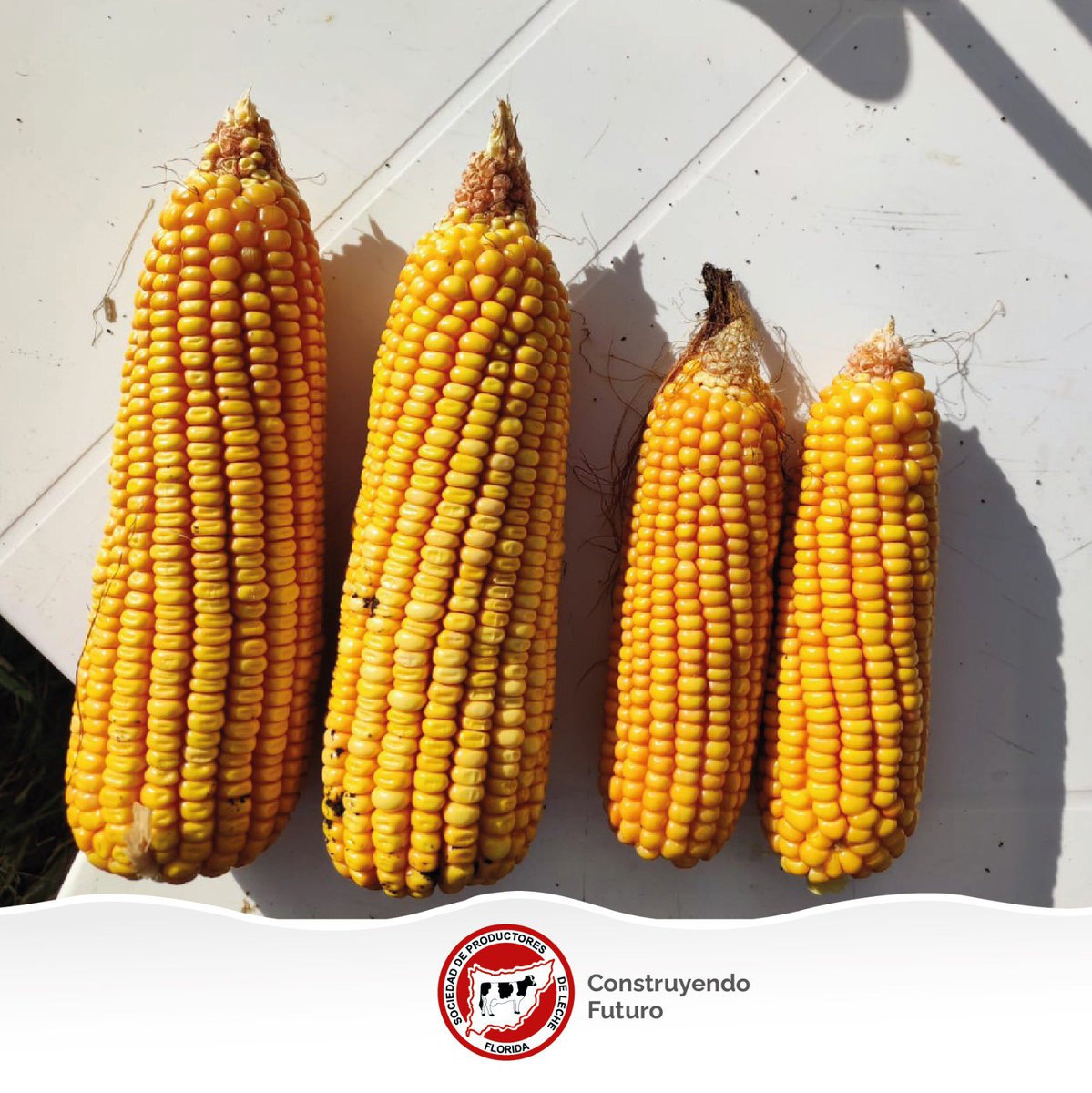 📍El pasado viernes se llevó a cabo en el Campo de Recría, junto a técnicos y productores de la zona, la Jornada Anual de Riego🌽💦 Una instancia de intercambio, en donde se brindaron herramientas e información sobre tecnologías y manejo en cultivo de maíz para altos rendimientos