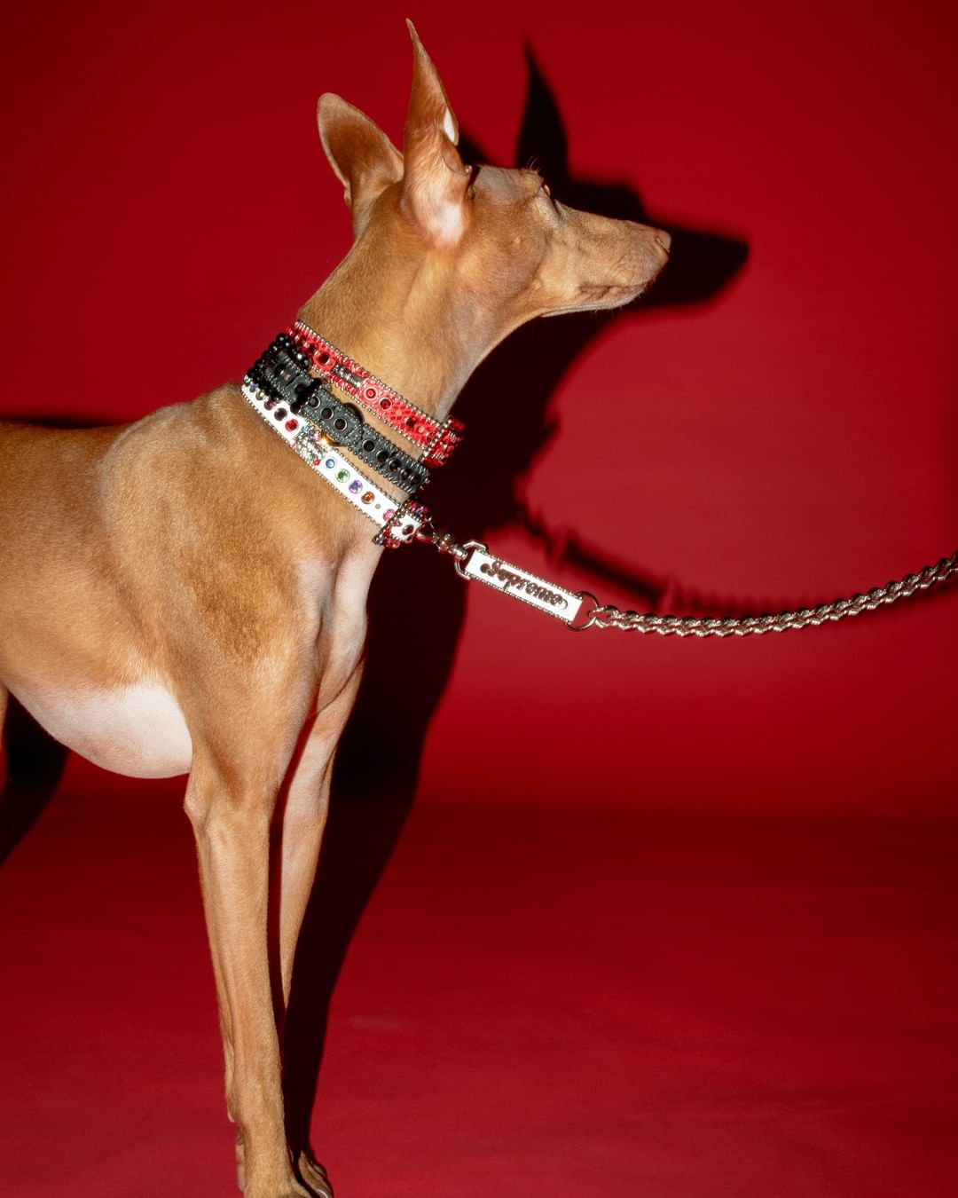 Supreme B.B. Simon Studded Dog Collar L-