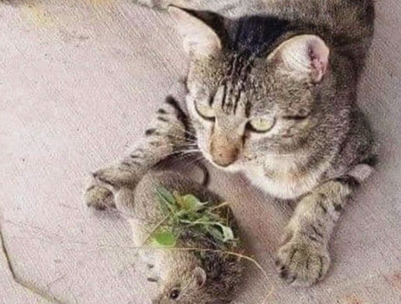 xaviercastells_'s tweet photo. Cuando tu gato ve demasiado @MasterChef_es https://t.co/hTwg62qyzx