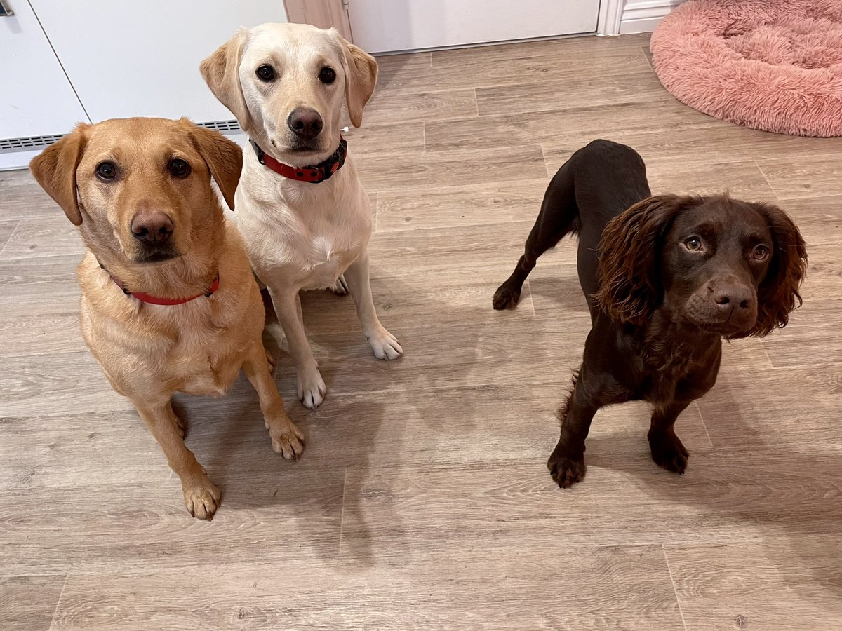 3 Amigos are back together! <a href="/barleylabrador/">Barley & Maizie</a> sitting nicely over there but I refused to sit for my photo and treat 😅😇🐶 #stubborn  #peskyPuppy #dogsoftwitter