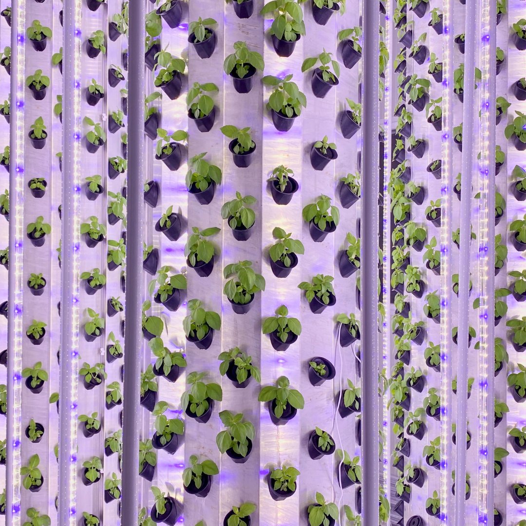 TowerFarmRD's tweet photo. One of the advantages of our produce is uniformity and stable quality at the highest level. This post is for the perfectionists.

#Perfection #UrbanFarmingFrance #Satisfactory #agtech https://t.co/GODrVUAhmA