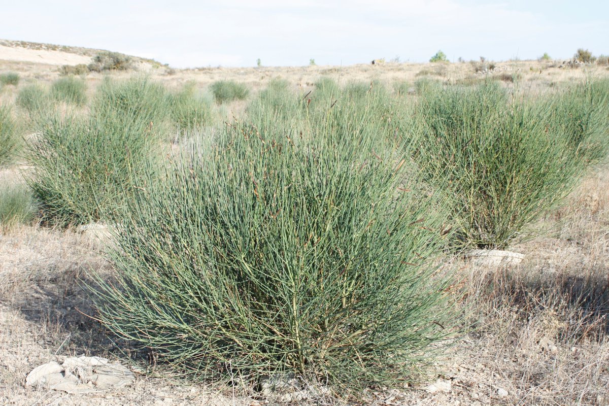 groasis's tweet photo. A new UN #ClimateReport found that 3.6 billion people are highly vulnerable to #climate increases of 1.5 degrees or higher;
https://t.co/vpYDFLBIdP 
The #Treesolution, use the #Groasis #Waterboxxes to #PlantTrees on #DegradedLand which was covered by #LushForests in the past. https://t.co/Em0pxZW9AL