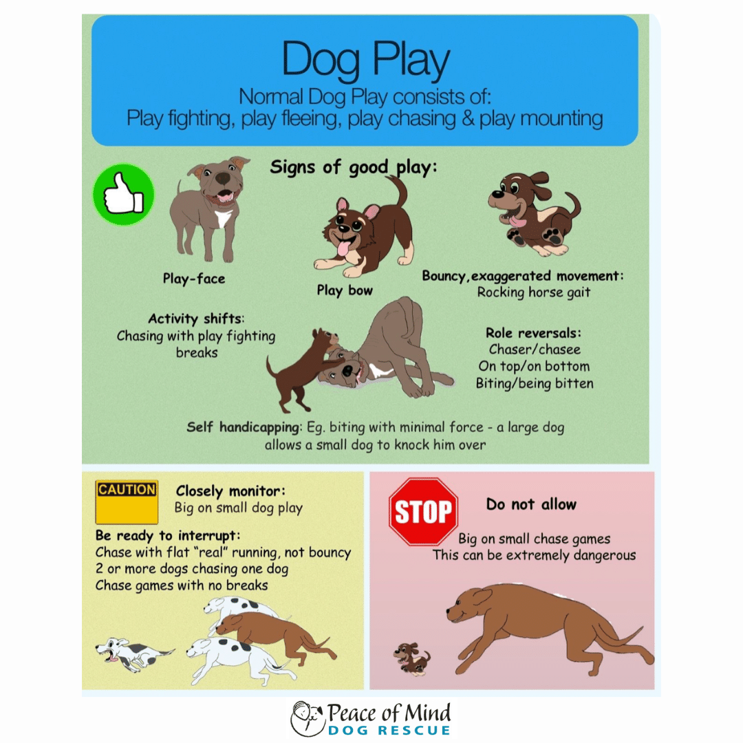 How Do You Know If Dogs Are Play Fighting