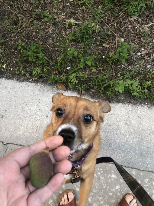 We found a tiny mango! https://t.co/U4GJEkfOHj<a href="/tag/crochet"class="tags"><span>#crochet</span></a><a href="/tag/twitch"class="tags"><span>#twitch</span></a>