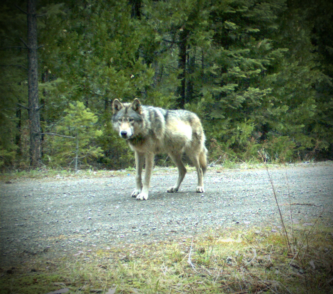 rick_lamplugh's tweet photo. As the US Fish and Wildlife Service comes under more pressure to protect Northern Rockies wolves, this wolf's incredible journey and the laws that protected him takes on more importance and should be told and circulated. https://t.co/OaAjINkdue https://t.co/ez5cxg7YRA