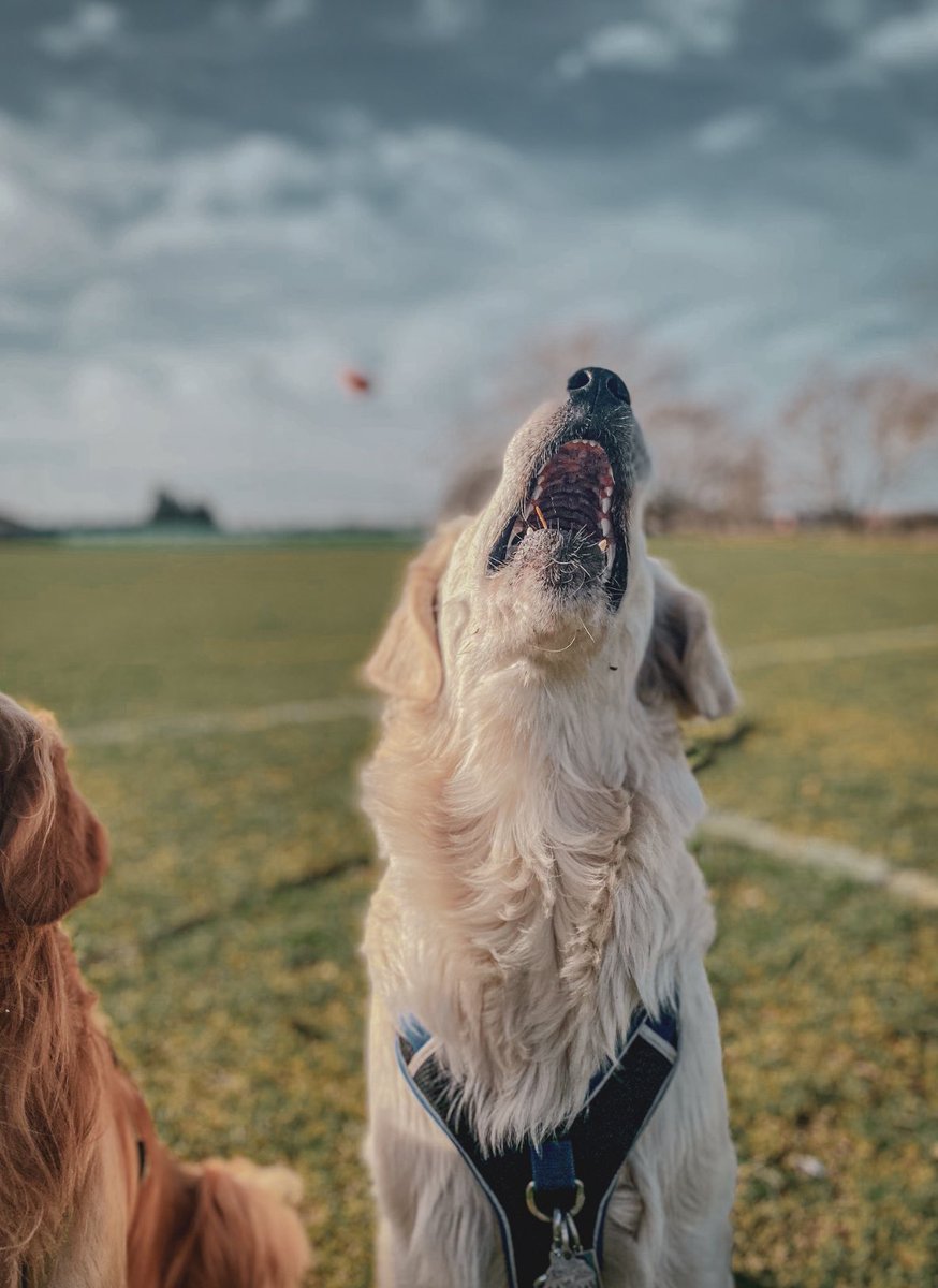 🇬🇧 UK DOGS ~ reply to this, we need to follow more! Our timeline is slooww! 🇬🇧 🐶

#ukdogs #twitterdogcommunity #woofnottweet #twitterdog #DogsofTwittter