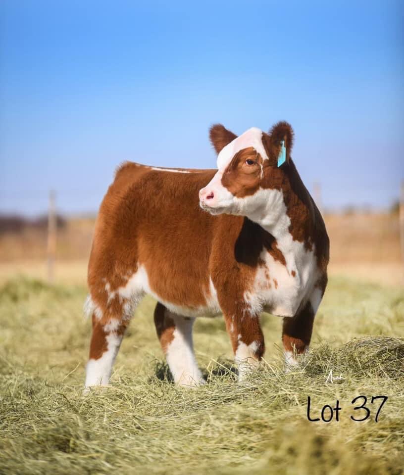 pwroftheplains's tweet image. Power of the Plains
March 4-6, 2022
Hosted by: SC Online Sales
Location: Long Cattle Company, 10825, East County Rd 5900, Idalou, TX

Come see Adams Cattle Company Consignments!