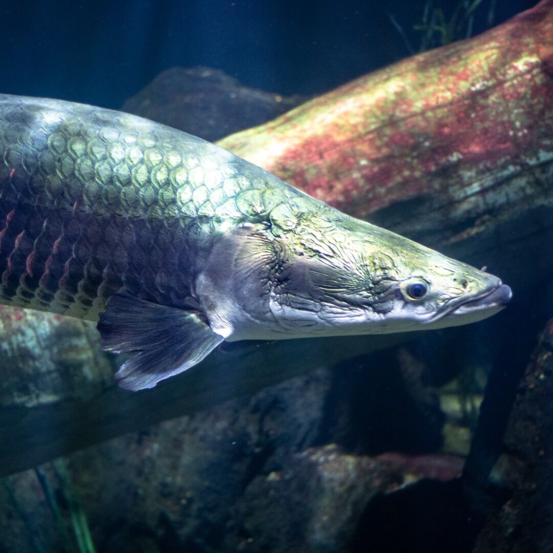 Friends of Wallacea on X: Let us introduce you to the Arapaima 🐟, which  can be found in Guyanese wetlands 🏞️. They can grow up to 15 feet, which  makes them the