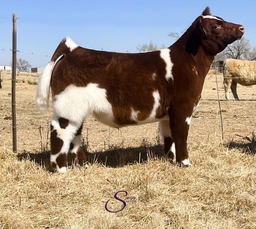 pwroftheplains's tweet image. Power of the Plains
March 4-6, 2022
Hosted by: SC Online Sales
Location: Long Cattle Company, 10825, East County Rd 5900, Idalou, TX

Sprague Cattle Company consignments look great! Come see them.
