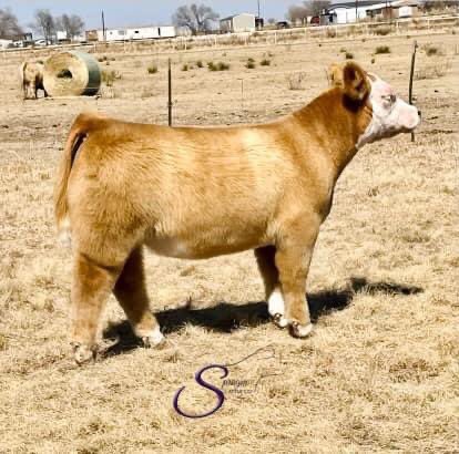 pwroftheplains's tweet image. Power of the Plains
March 4-6, 2022
Hosted by: SC Online Sales
Location: Long Cattle Company, 10825, East County Rd 5900, Idalou, TX

Sprague Cattle Company consignments look great! Come see them.