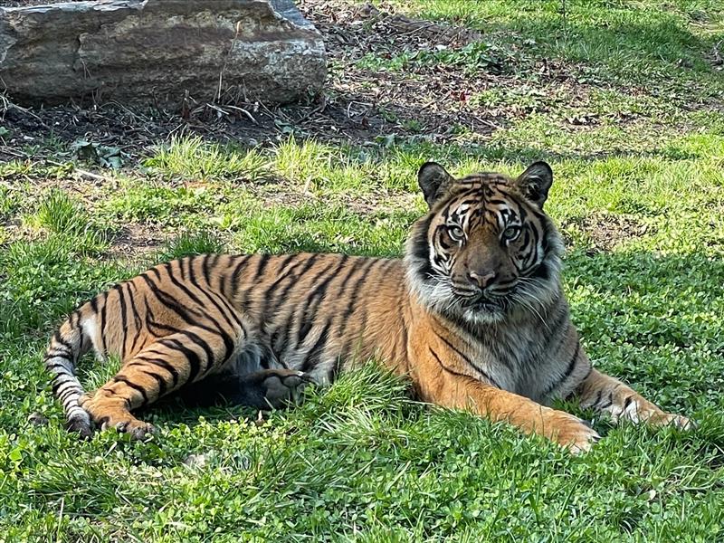 TZWConservancy's tweet photo. To register for the 2022 Oasis ZooRun or learn more about our incredible fundraising prizes: https://t.co/wmGo7LY6Jw π―
#ZooRunTO #YearOfTheTiger https://t.co/CNDBbbiv0x