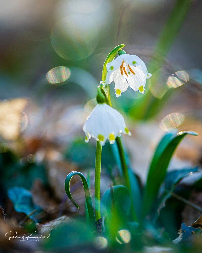 Gestern war ich in einem weiteren Märzenbecherwald. Dort stehen die Märzenbecher wunderschön an einem sonnenbeschienenen Hang.

 #märzenbecher #waldblumen #frühlingsblumen #frühlingsboten #springflowers #flowers #wood #wald #frühlingsgefühle #gegenlicht … instagr.am/p/Cam6vFar5hm/