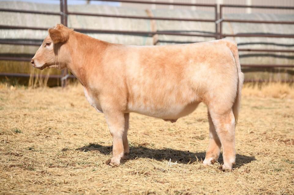 pwroftheplains's tweet image. Power of the Plains
March 4-6, 2022
Hosted by: SC Online Sales
Location: Long Cattle Company, 10825, East County Rd 5900, Idalou, TX

Come check out Two C Livestock!