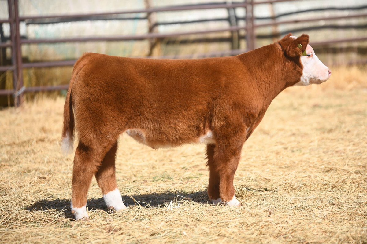 pwroftheplains's tweet image. Power of the Plains
March 4-6, 2022
Hosted by: SC Online Sales
Location: Long Cattle Company, 10825, East County Rd 5900, Idalou, TX

Come check out Two C Livestock!