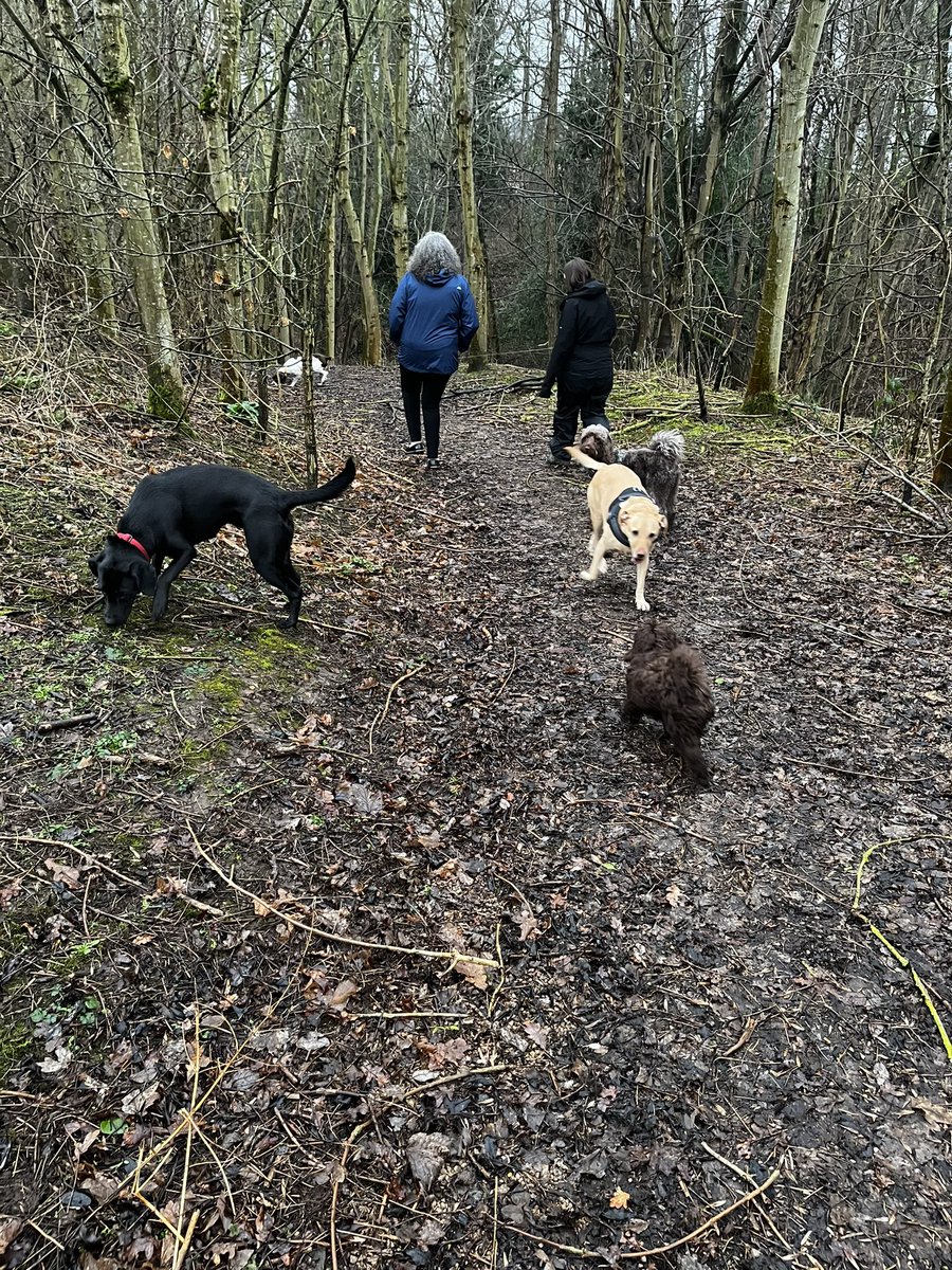 BluepawWB's tweet photo. The new definition of carnage a pack of OK9 dogs playing 🐾🦮#chaos #carnage #playtime #dogs bath time now @OscarKiloNine @OscarKiloUK @FlintHouseRehab @cambsfederation @WD_Whispa https://t.co/fpv9encNTM