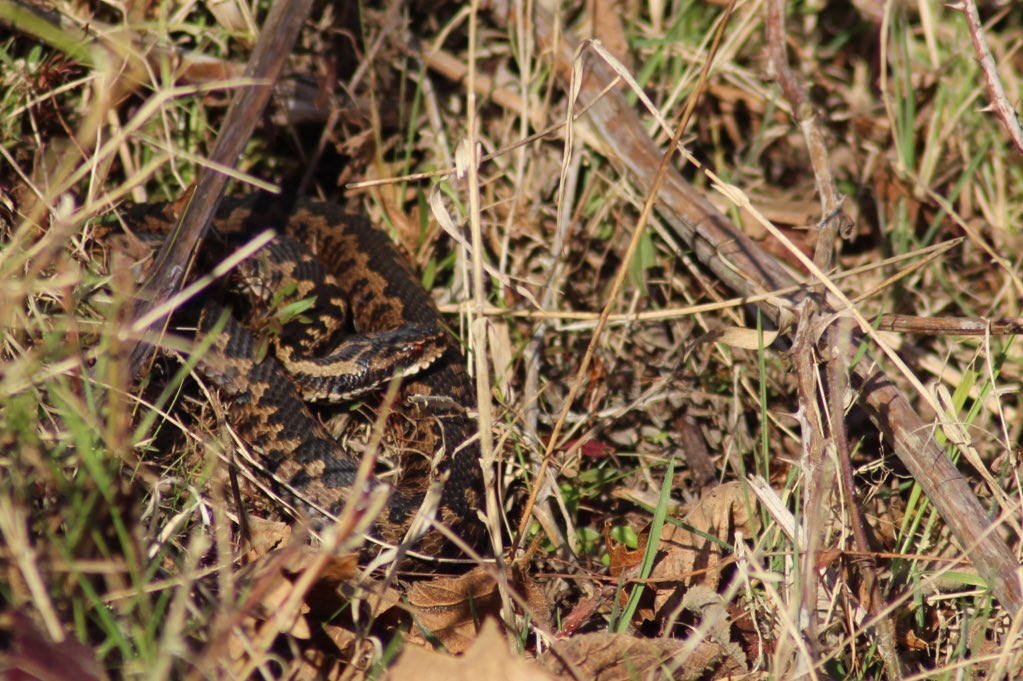 Jamie Cedar tweet media