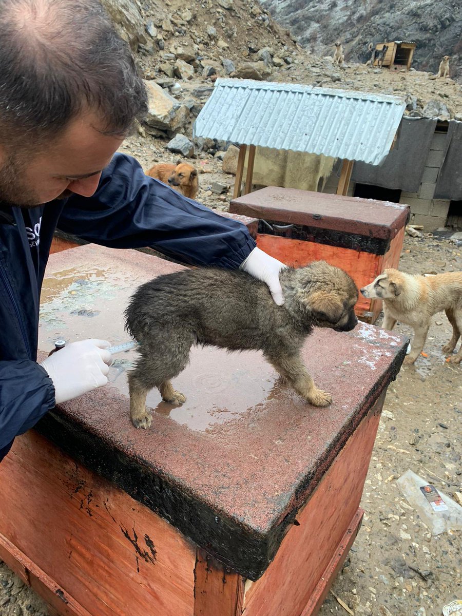 SemHayDer's tweet photo. Havaların ısınması ile beraber kısırlaştırma çalışmalarımıza da başladık. Bir candostumuzun kısırlaştırma işlemlerini tamamladıktan sonra diğer #CanDostlarımızı da sağlık taramasından geçirip, beslenmelerini yaptık. 
@idrisakbiyik
@GSemdinli
@SemdinliBldyesi
@HaytapOfficial https://t.co/8pTfNs4f7U