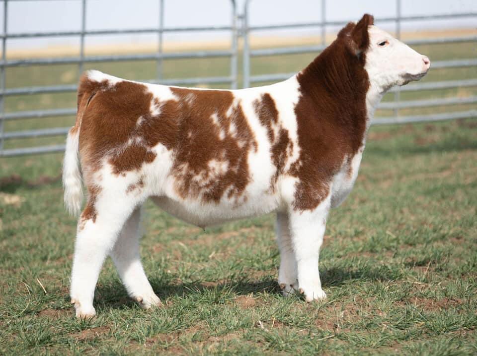 pwroftheplains's tweet image. Power of the Plains
March 4-6, 2022
Hosted by: SC Online Sales
Location: Long Cattle Company, 10825, East County Rd 5900, Idalou, TX

Come check out 2K Cattle Company’s consignments!