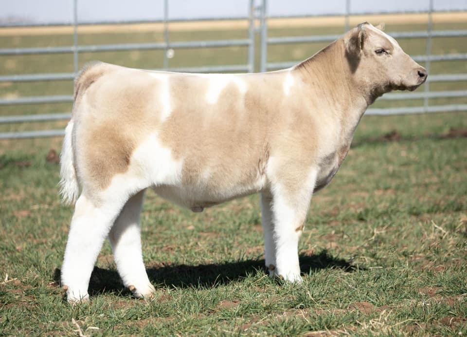 pwroftheplains's tweet image. Power of the Plains
March 4-6, 2022
Hosted by: SC Online Sales
Location: Long Cattle Company, 10825, East County Rd 5900, Idalou, TX

Come check out 2K Cattle Company’s consignments!