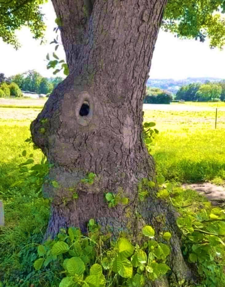 It’s the Easter bunny tree. 🐰 🌳