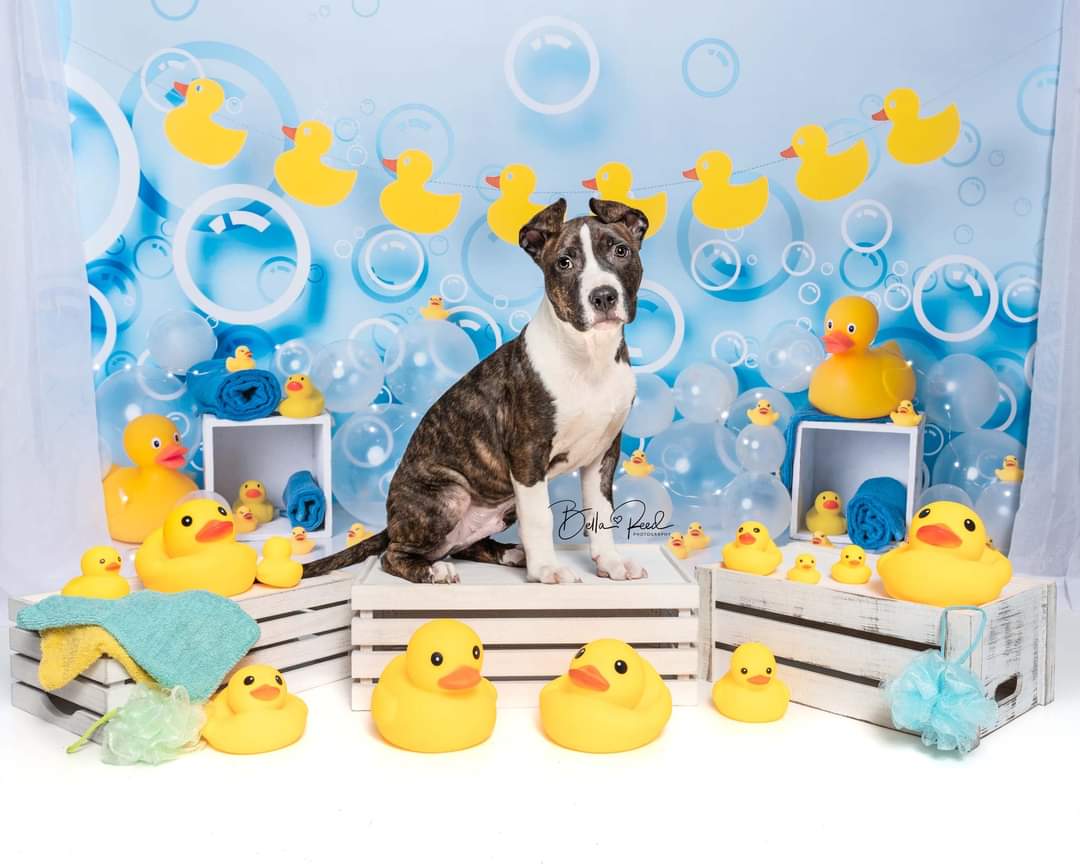 Dallas had a date with some rubber Duckies at <a href="/bellareedphoto/">Liss, Owner, Bella-Reed Photography</a>