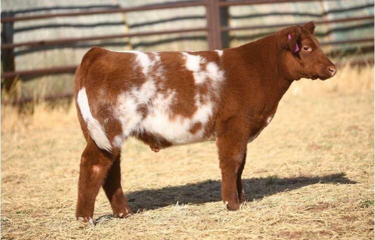 pwroftheplains's tweet image. Power of the Plains
March 4-6, 2022
Hosted by: SC Online Sales
Location: Long Cattle Company, 10825, East County Rd 5900, Idalou, TX

Check out Luckett Livestock this weekend in Idalou!