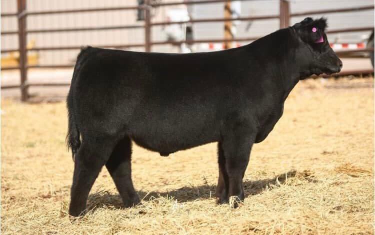pwroftheplains's tweet image. Power of the Plains
March 4-6, 2022
Hosted by: SC Online Sales
Location: Long Cattle Company, 10825, East County Rd 5900, Idalou, TX

Check out Luckett Livestock this weekend in Idalou!