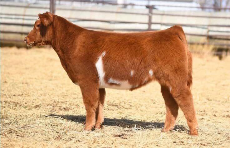 pwroftheplains's tweet image. Power of the Plains
March 4-6, 2022
Hosted by: SC Online Sales
Location: Long Cattle Company, 10825, East County Rd 5900, Idalou, TX

Check out Luckett Livestock this weekend in Idalou!