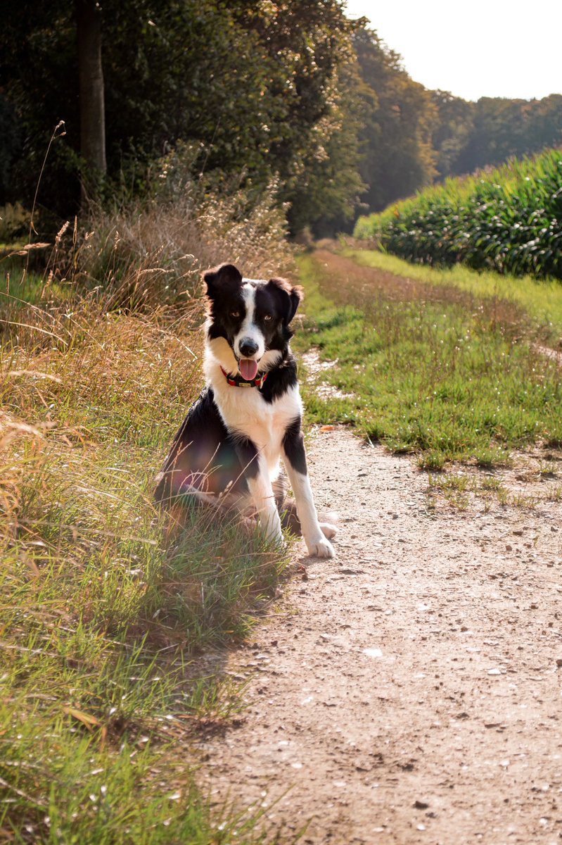 CaniX Sugar tweet media