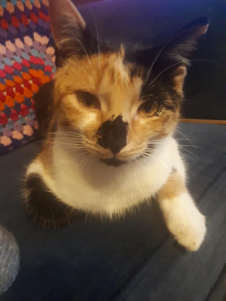 Some picture of my super cute kitten Mabel just to break up the art on the feed. #Caturday #CatsOnTwitter #WednesdayMotivation