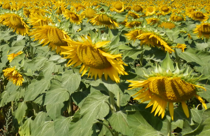 SemillasFito's tweet photo. ๐ฝ๐พ In our #FieldCrop division we work with 15 #maize and 6 #sunflower segments, which constitute a wide range of specific products for dry, heat, heat and water stress conditions ๐
See all our varieties here โฌ๏ธ
https://t.co/99S52xKCnN https://t.co/5Sdd8Lbknb