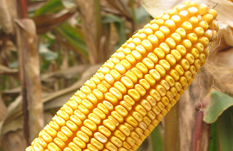 SemillasFito's tweet photo. ๐ฝ๐พ In our #FieldCrop division we work with 15 #maize and 6 #sunflower segments, which constitute a wide range of specific products for dry, heat, heat and water stress conditions ๐
See all our varieties here โฌ๏ธ
https://t.co/99S52xKCnN https://t.co/5Sdd8Lbknb
