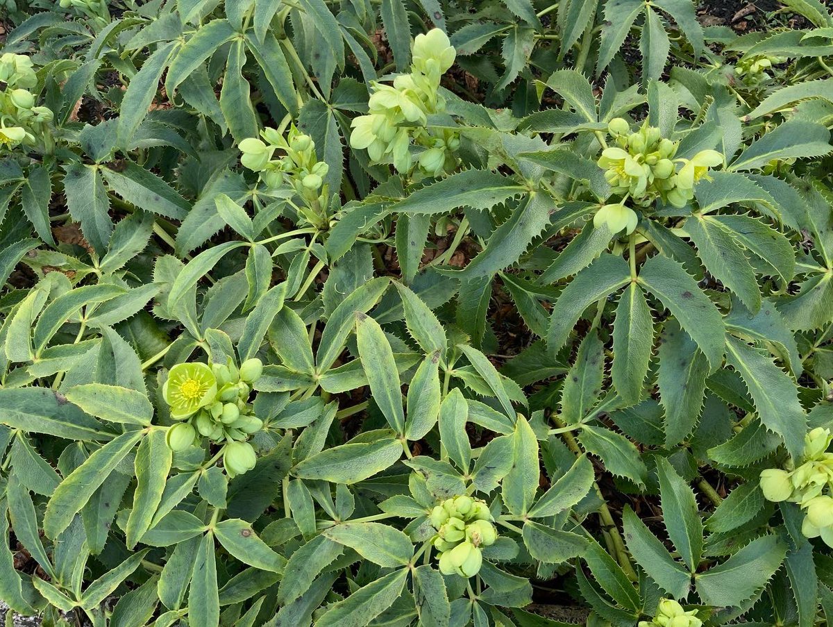 Spring has sprung here in the Pottery Garden🌷☀️